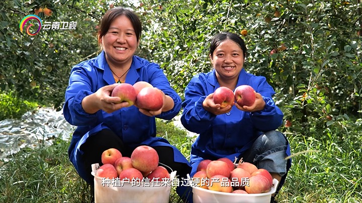 《云南卫视》播报：：：云煤集团解化好肥助力“三农”生长，，共绘墟落振兴“幸；；；怼