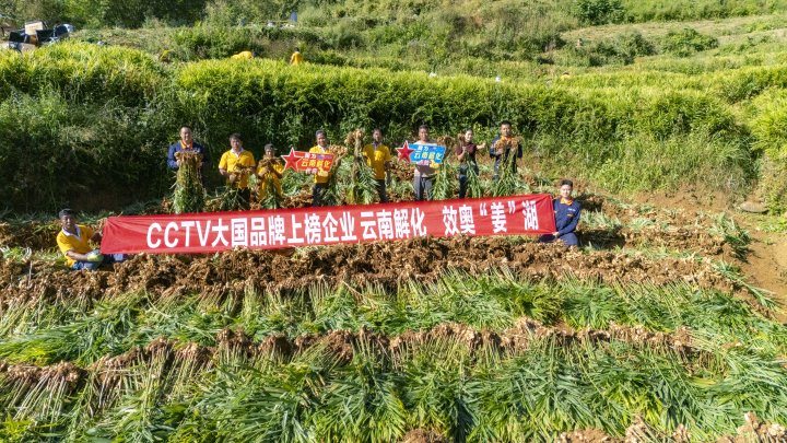 墨江象鼻村生姜大丰收！！！从莳植、施肥到采摘，，云南解化全程“呵护”